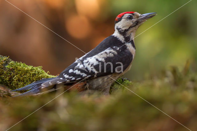 Grote Bonte Specht (Dendrocopos major)