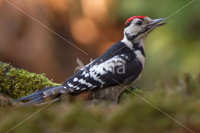 Grote Bonte Specht (Dendrocopos major)