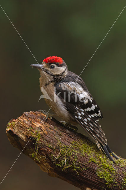 Grote Bonte Specht (Dendrocopos major)