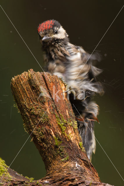 Great Spotted Woodpecker (Dendrocopos major)