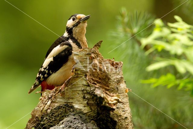 Great Spotted Woodpecker (Dendrocopos major)