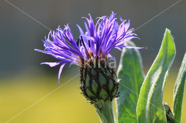 Greater Knapweed (Centaurea scabiosa)