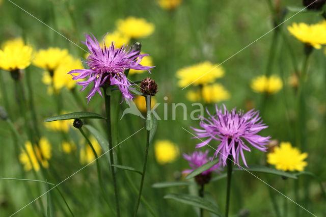 Grote centaurie (Centaurea scabiosa)