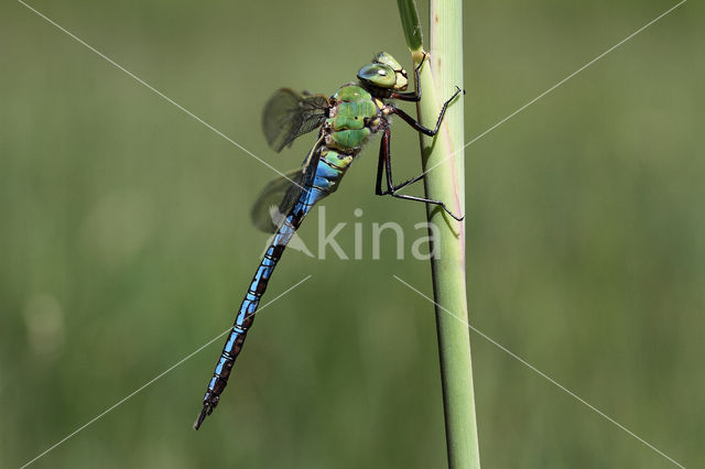 Grote keizerlibel (Anax imperator)