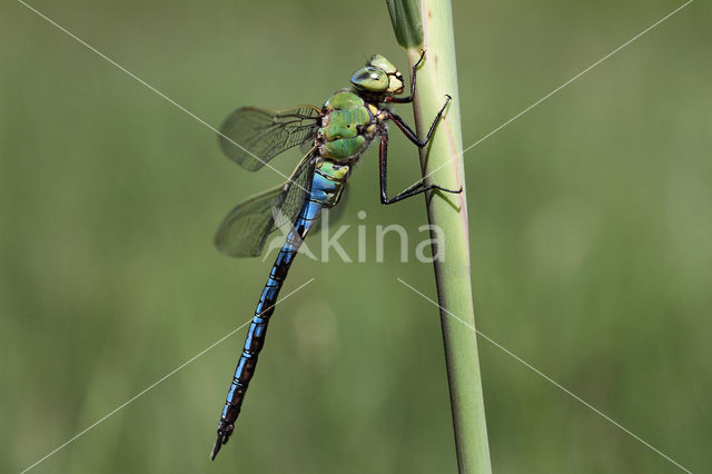 Grote keizerlibel (Anax imperator)