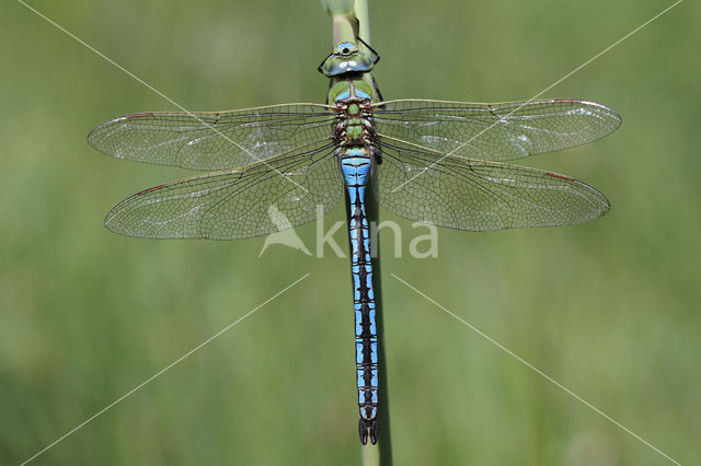 Emperor Dragonfly (Anax imperator)