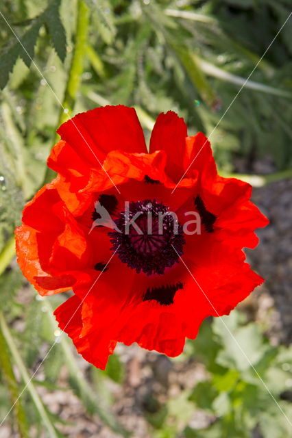 Grote klaproos (Papaver rhoeas)