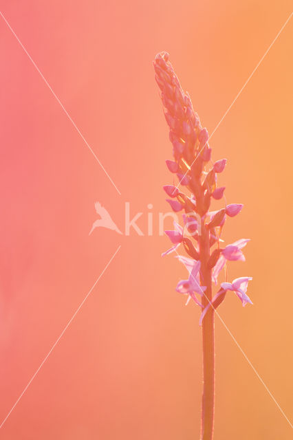 Fragant Orchid (Gymnadenia conopsea)