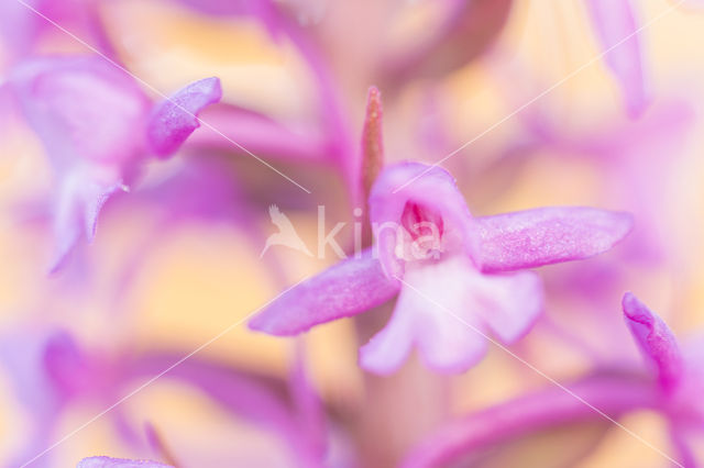 Fragant Orchid (Gymnadenia conopsea)