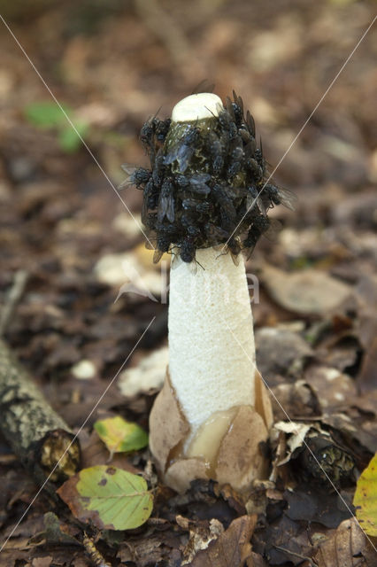 Grote stinkzwam (Phallus impudicus)