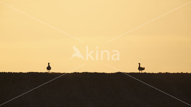 Great Bustard (Otis tarda)