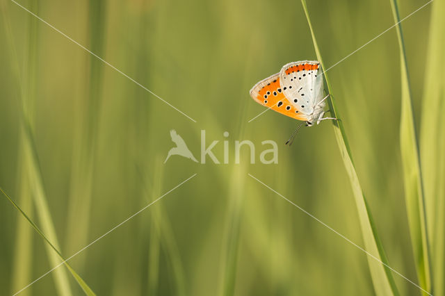 Large Copper (Lycaena dispar)