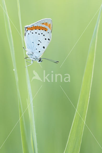 Grote vuurvlinder (Lycaena dispar)