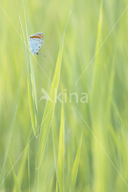 Grote vuurvlinder (Lycaena dispar)