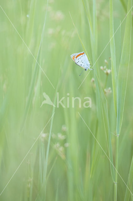 Large Copper (Lycaena dispar)