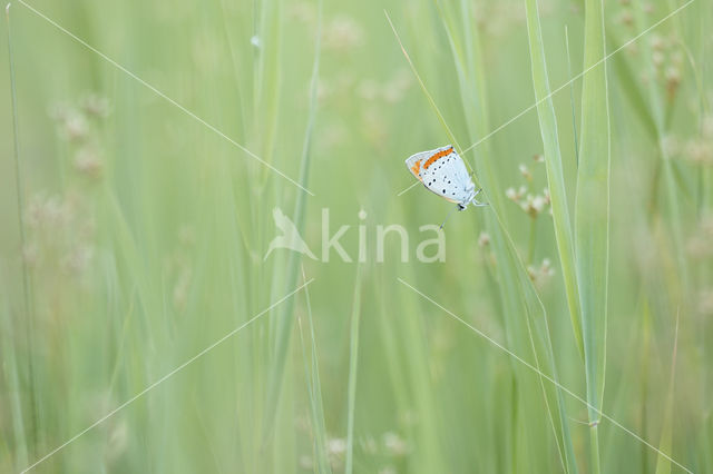 Large Copper (Lycaena dispar)