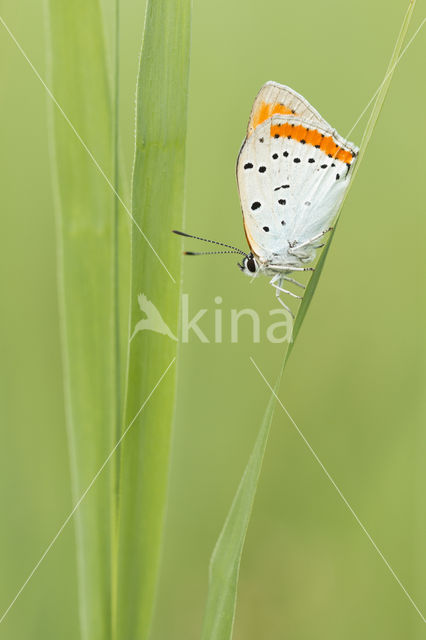Large Copper (Lycaena dispar)