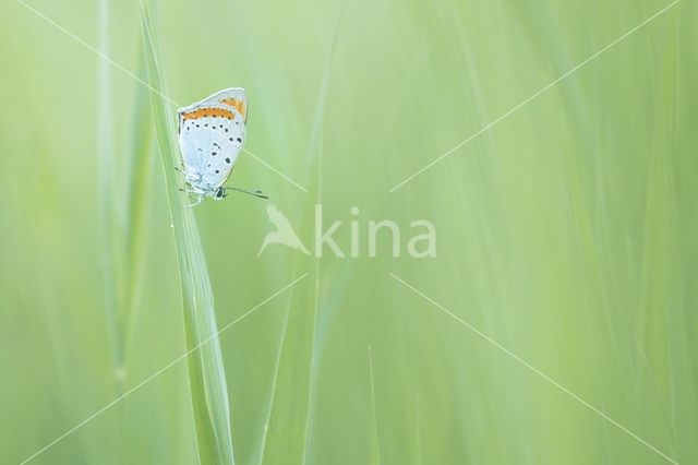 Grote vuurvlinder (Lycaena dispar)