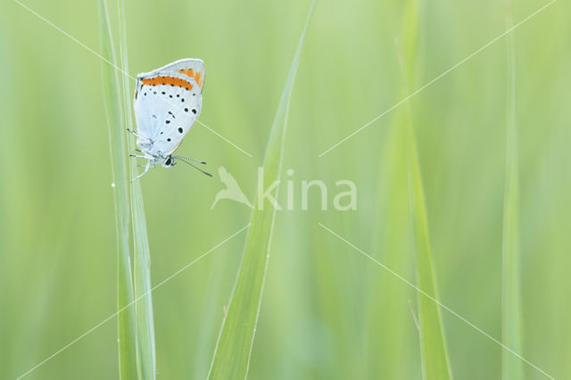 Grote vuurvlinder (Lycaena dispar)