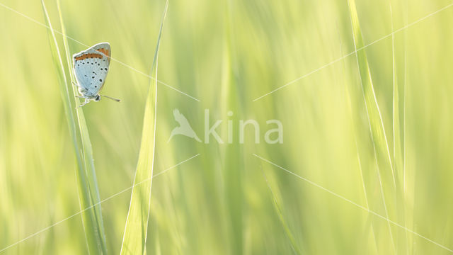 Large Copper (Lycaena dispar)
