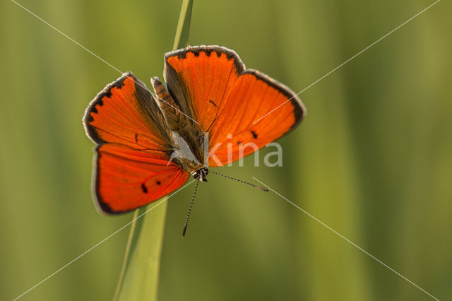 Large Copper (Lycaena dispar)