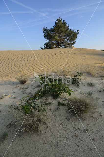 Grove den (Pinus sylvestris)