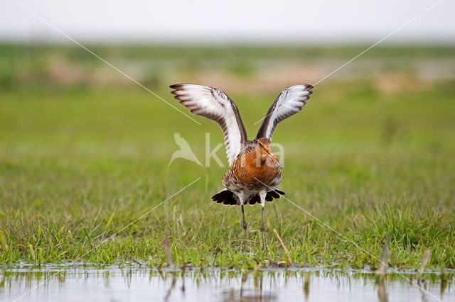 Black-tailed Godwit (Limosa limosa)