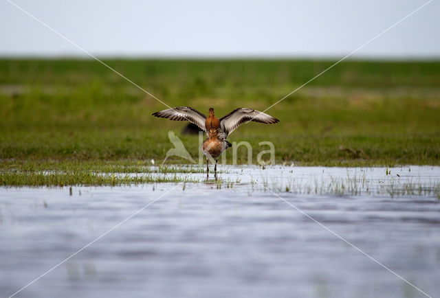 Black-tailed Godwit (Limosa limosa)