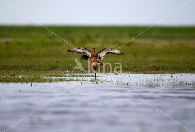 Grutto (Limosa limosa)