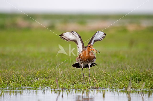 Grutto (Limosa limosa limosa)