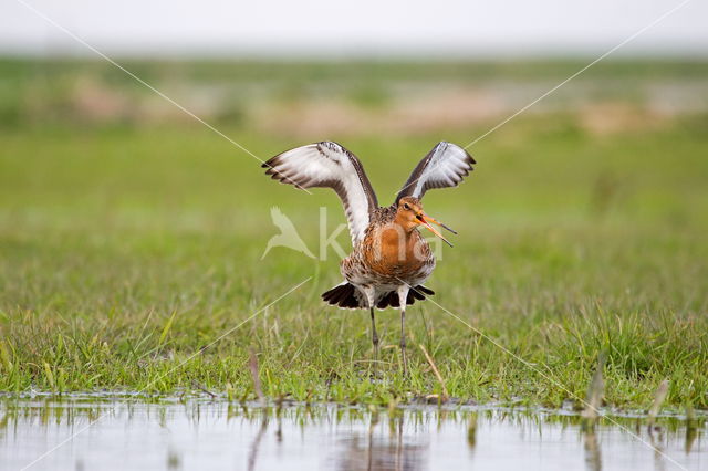 Grutto (Limosa limosa limosa)