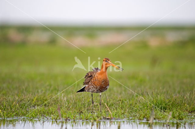 Grutto (Limosa limosa)