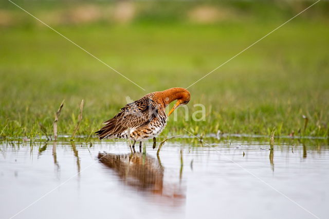 Black-tailed Godwit (Limosa limosa)