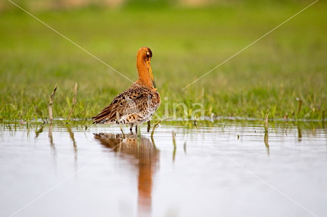 Black-tailed Godwit (Limosa limosa)