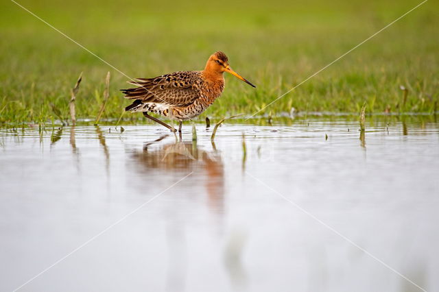 Black-tailed Godwit (Limosa limosa)