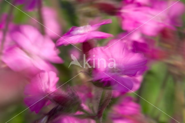 Harig wilgeroosje (Epilobium hirsutum)