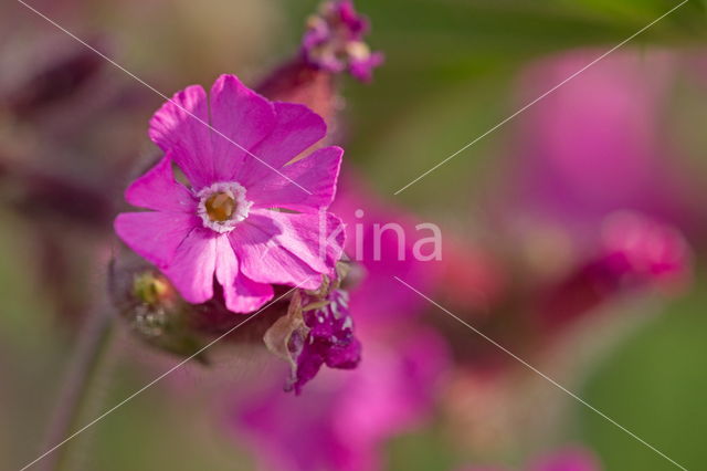 Harig wilgeroosje (Epilobium hirsutum)