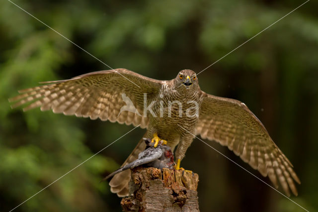 Havik (Accipiter gentilis)