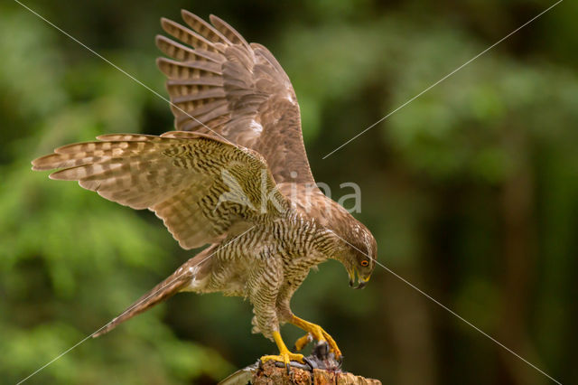 Goshawk (Accipiter gentilis)