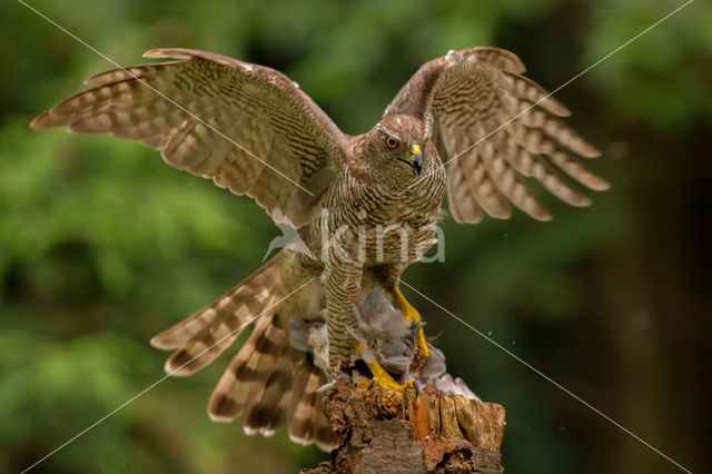 Havik (Accipiter gentilis)