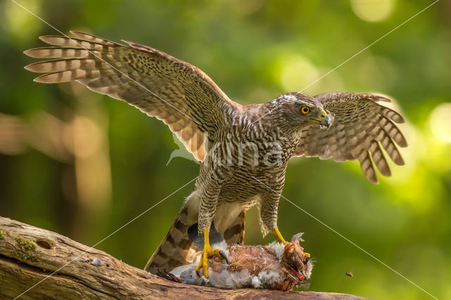 Havik (Accipiter gentilis)