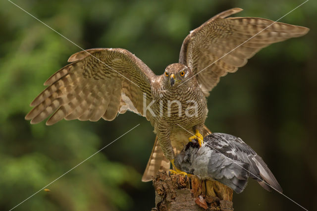 Goshawk (Accipiter gentilis)
