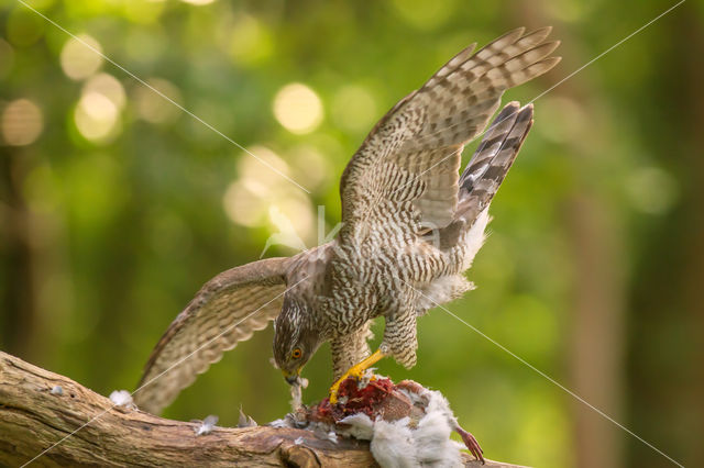 Goshawk (Accipiter gentilis)