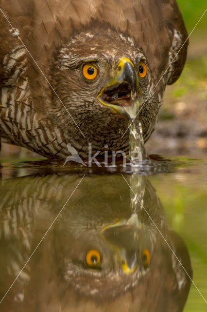 Goshawk (Accipiter gentilis)