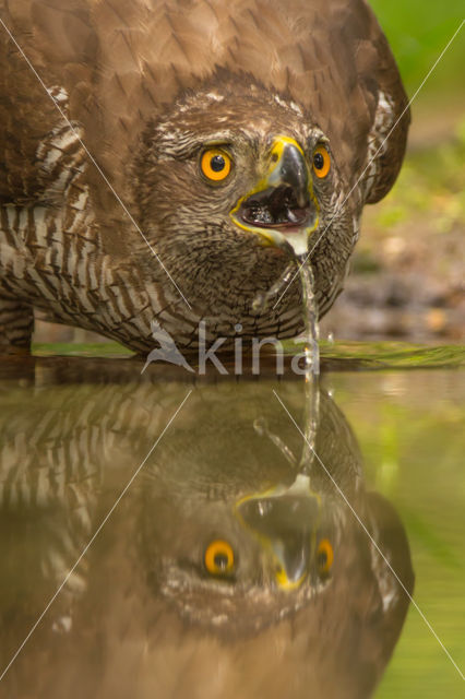 Goshawk (Accipiter gentilis)