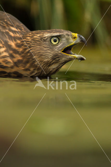 Goshawk (Accipiter gentilis)