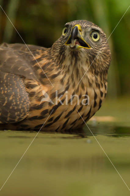 Havik (Accipiter gentilis)