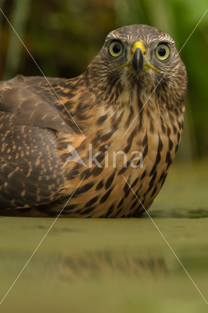 Goshawk (Accipiter gentilis)