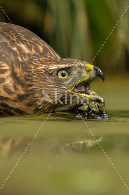 Havik (Accipiter gentilis)