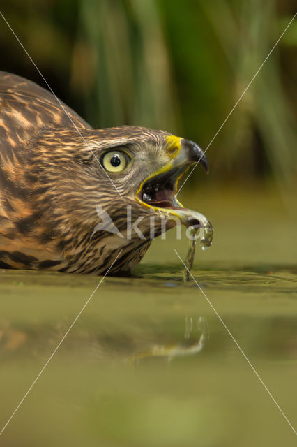 Havik (Accipiter gentilis)